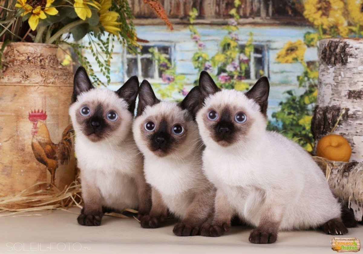 Порода кошек Скиф Тай Дон