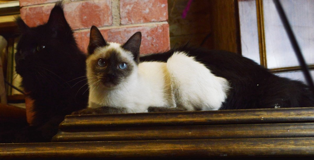 Скиф той Боб купить в Санкт-Петербурге