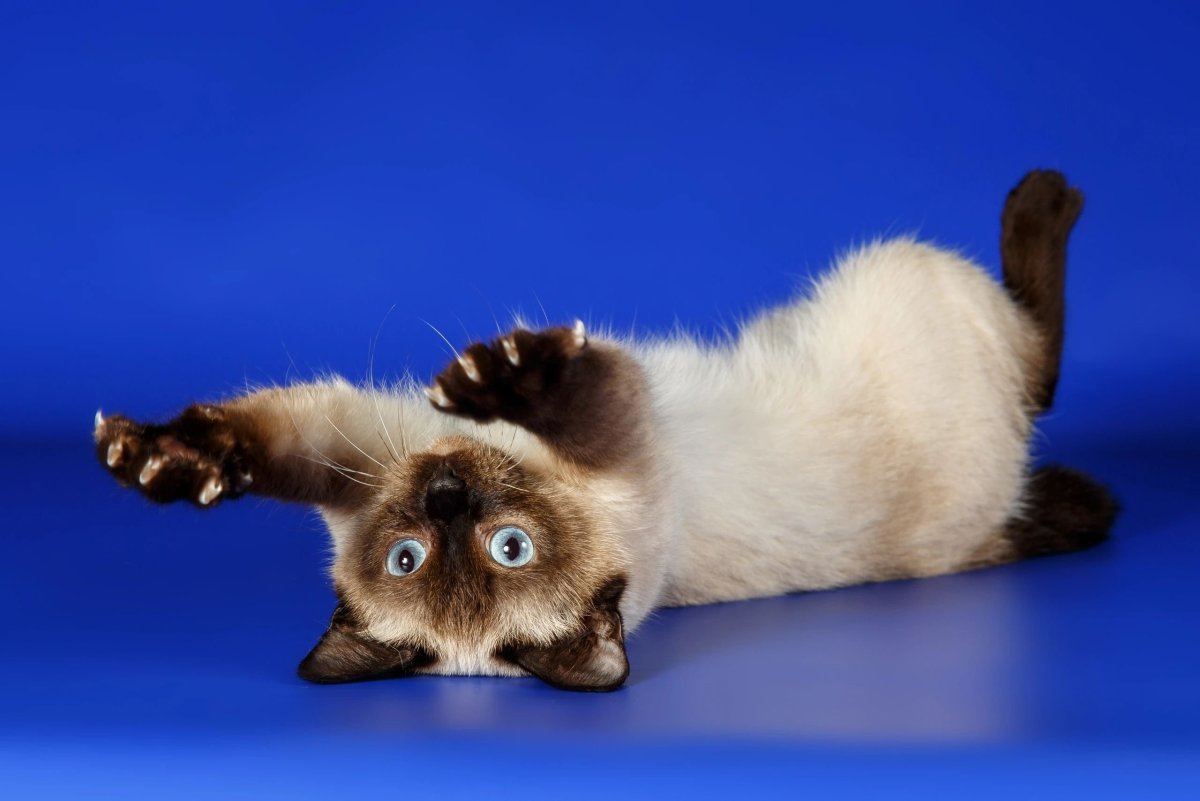 Меконгский (тайский) бобтейл