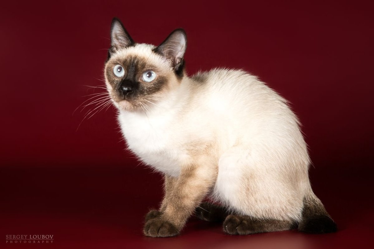 Черная Скиф Тай Дон