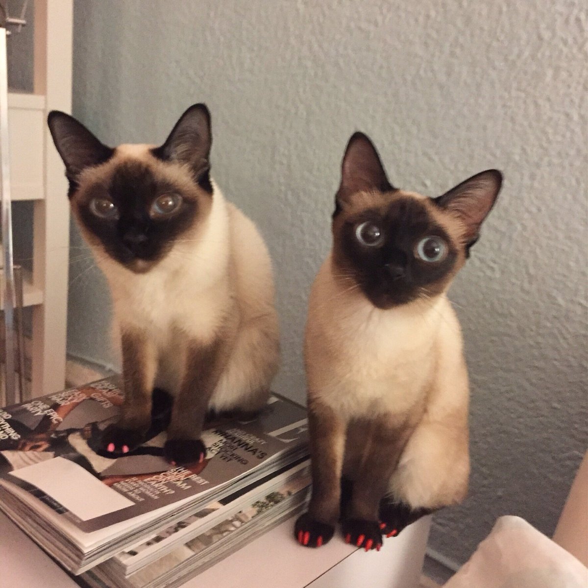 Меконгский бобтейл