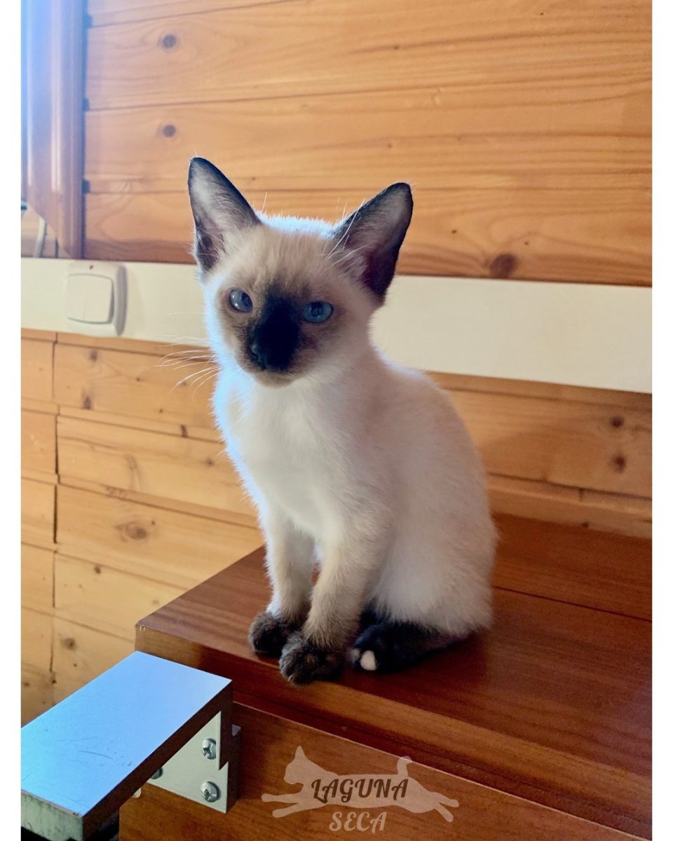 Самая маленькая порода кошки в мире той-Боб купить