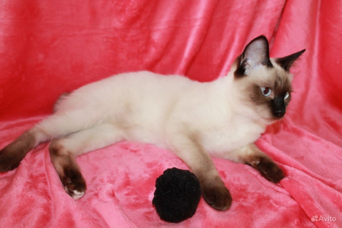 Сиамский котенок маленький