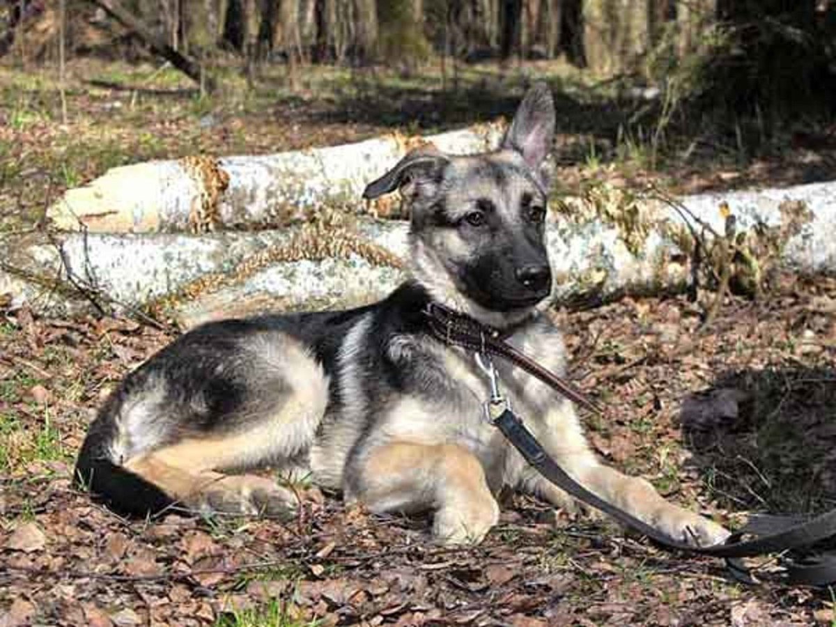 Овчарка Сарлууз Вульфхаунд