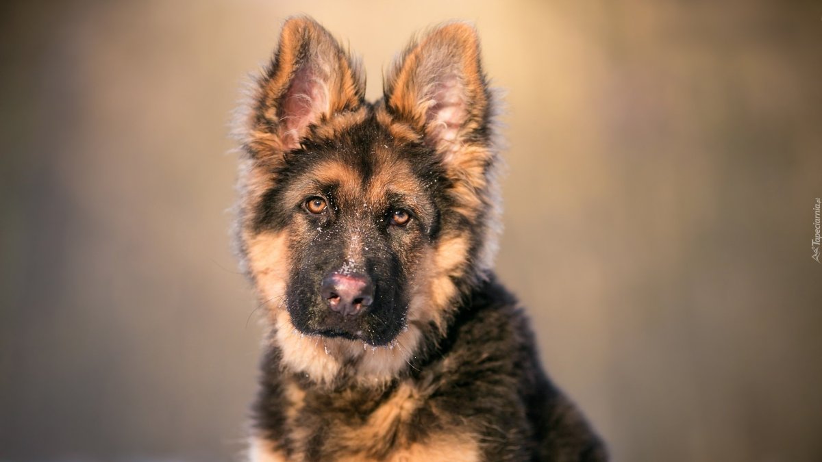 Дворянская овчарка