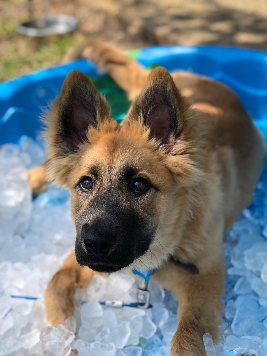 Золотистый ретривер и овчарка