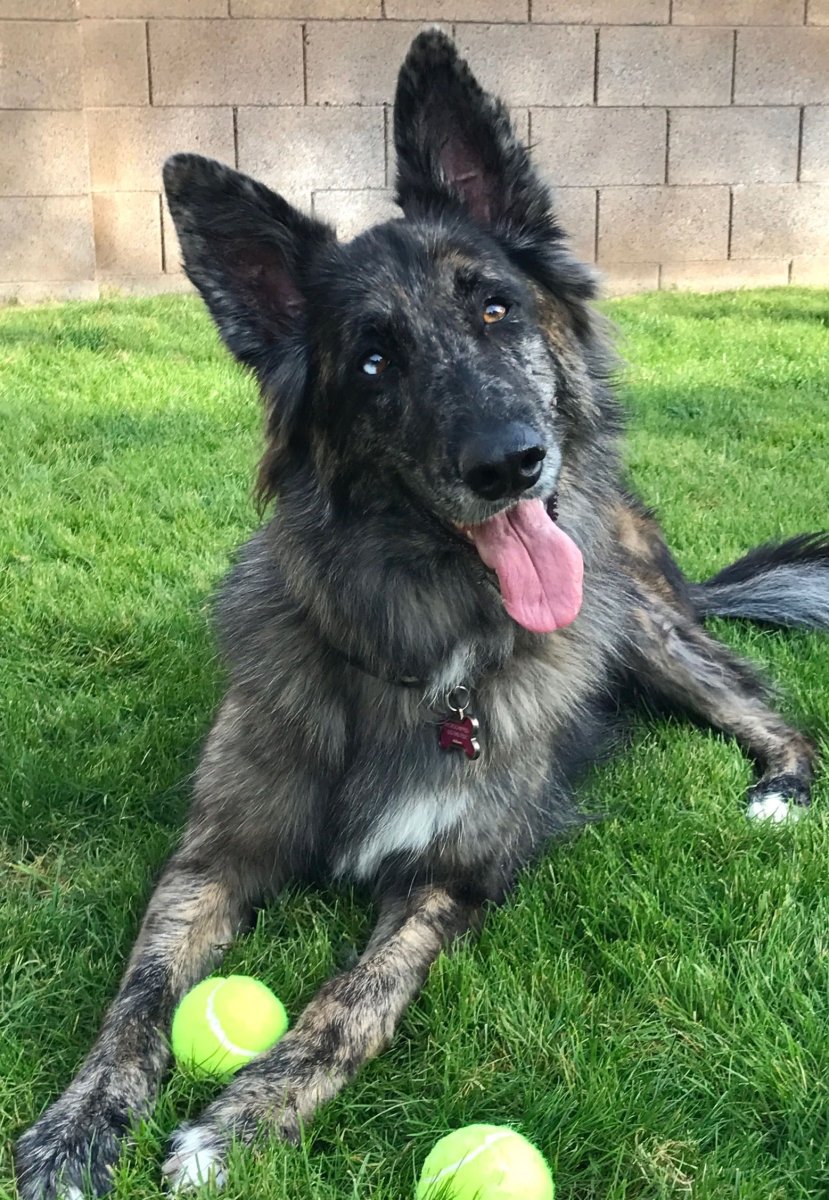 Немецкая овчаркаволкода