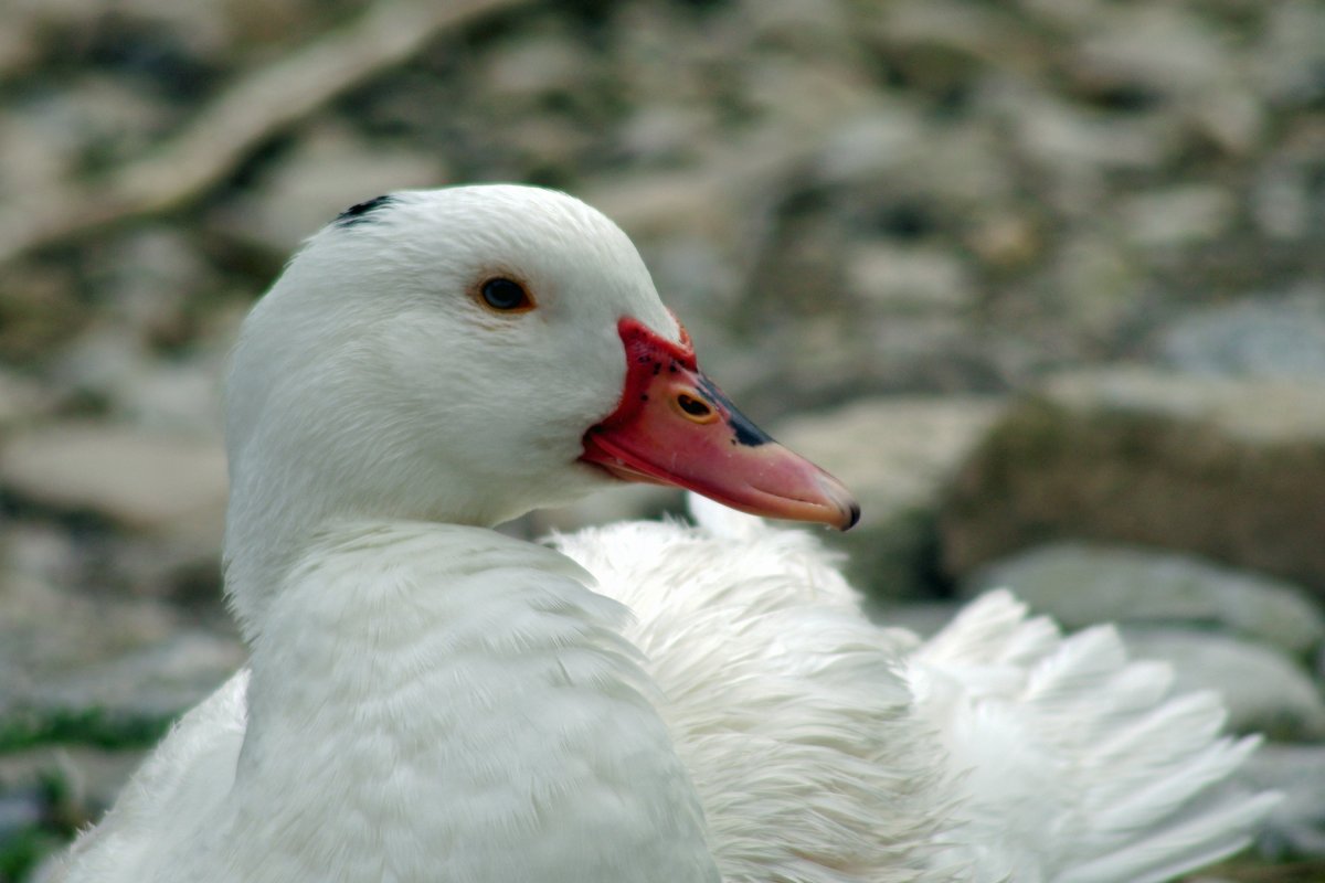 Чирок альбинос