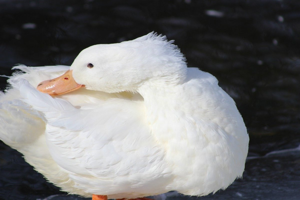 Утка на спине