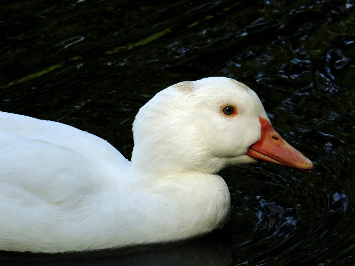 Белая Дикая кряква