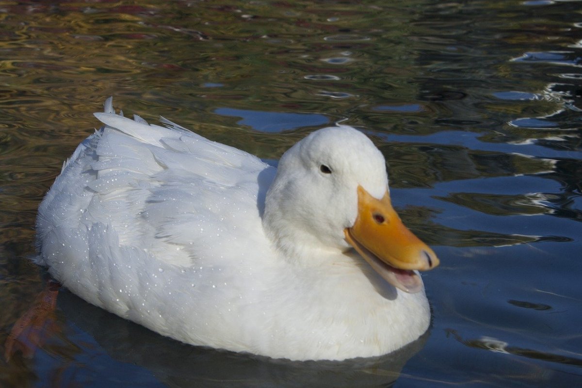 ;Водоплавающие птицы: утка, лебедь;