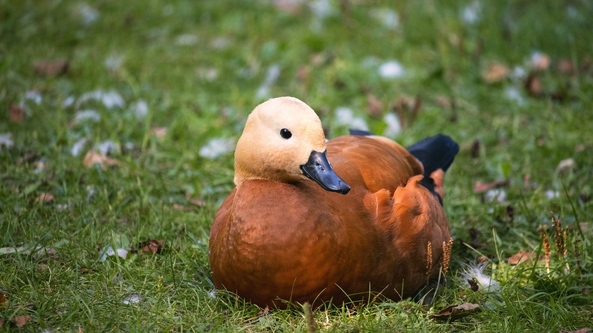 Утка белая питомец