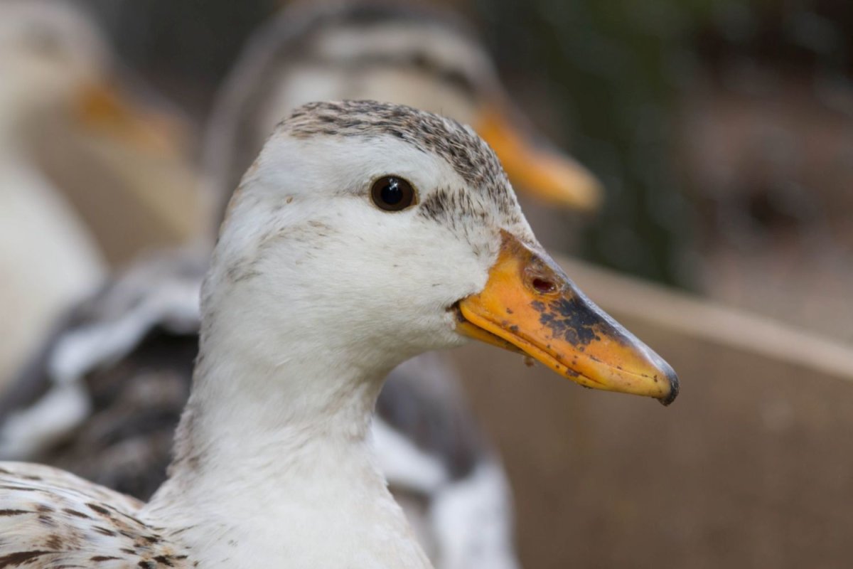 Светлая утка