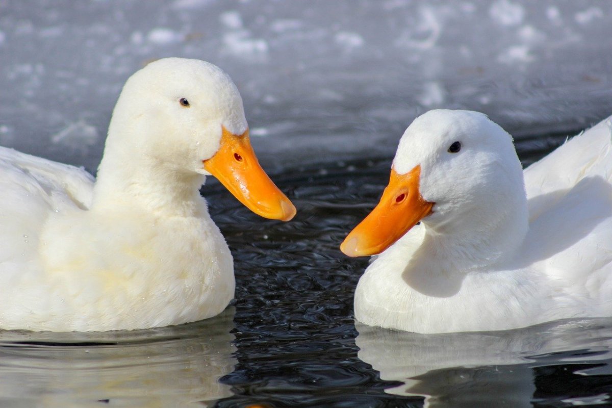 Инстаграмные утки