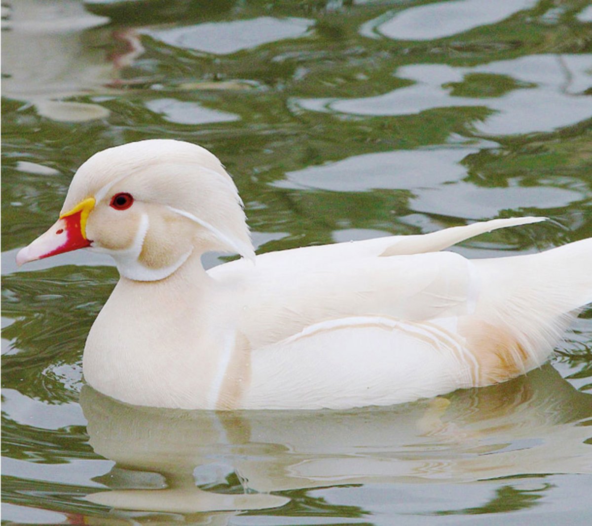 Северная кряква белая