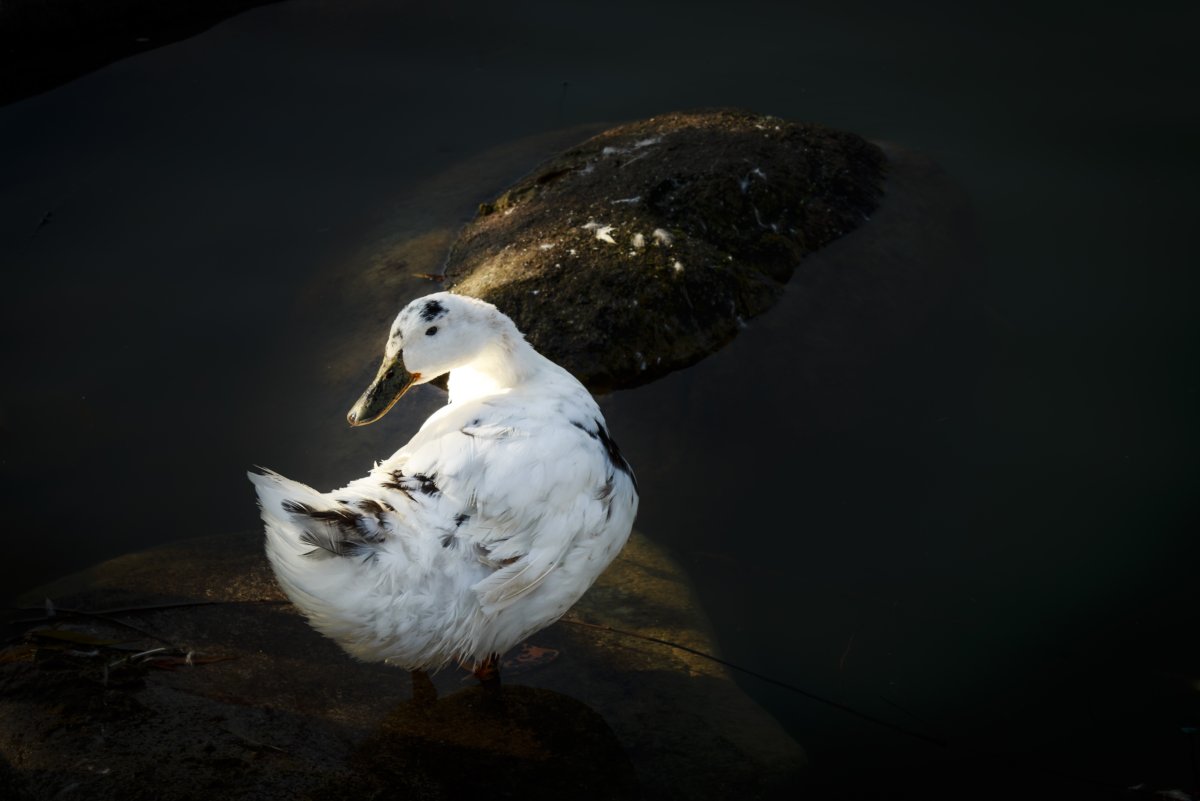 Дикая утка альбинос