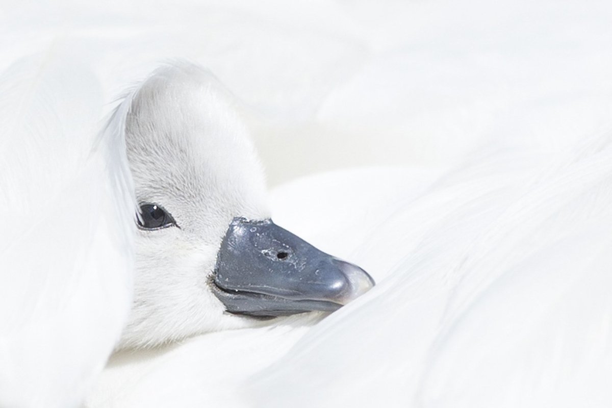 Белая утка с желтым клювом