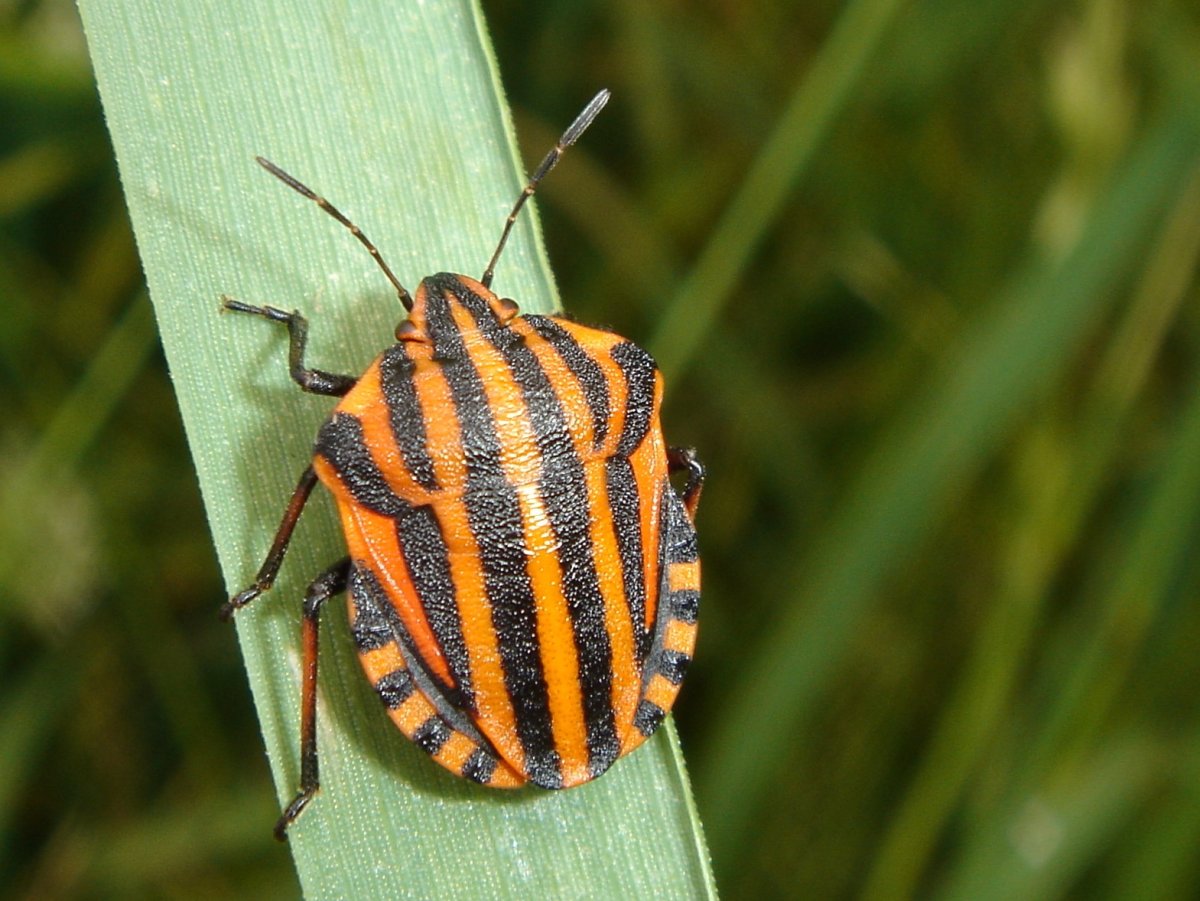 Клоп ягодный Dolycoris baccarum