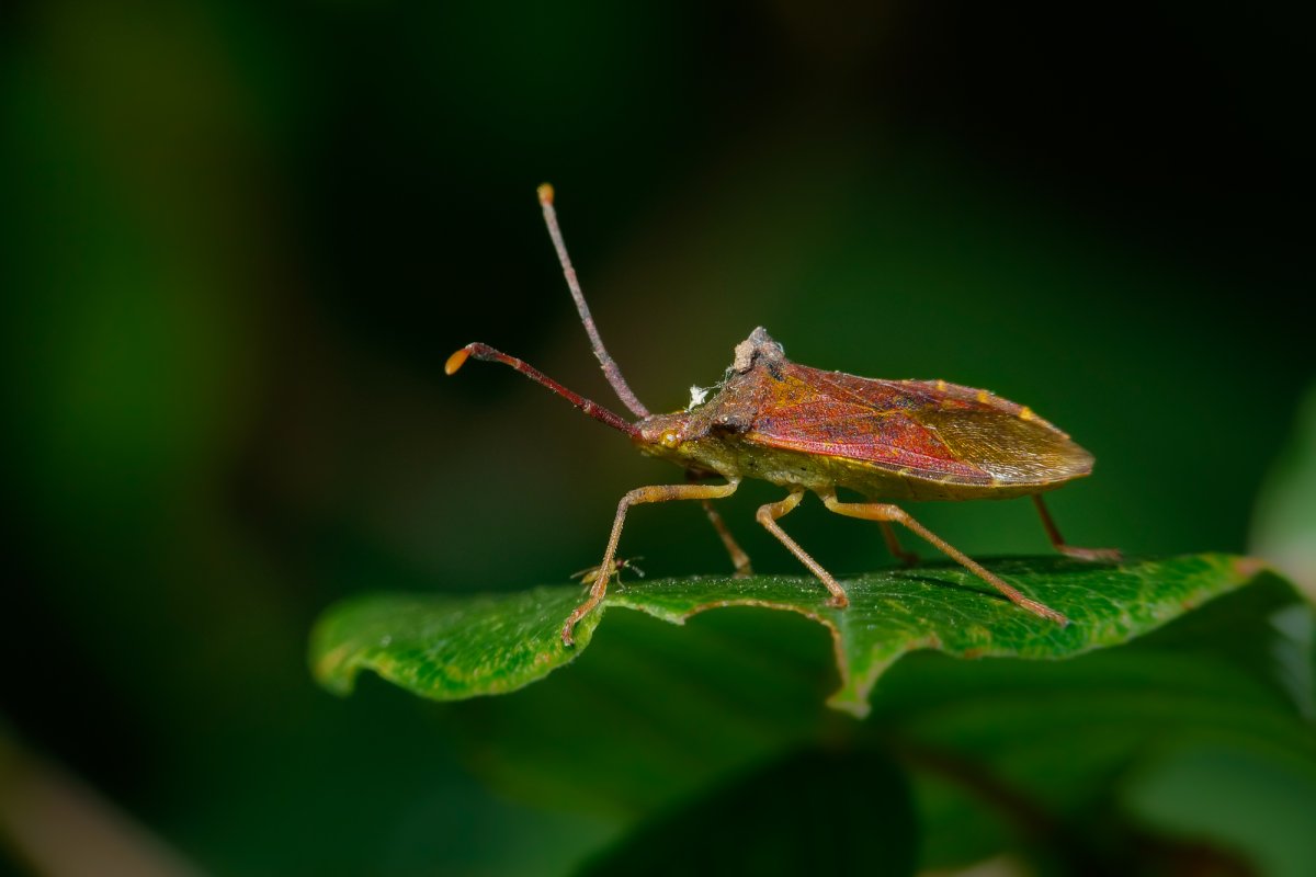 Зеленый клоп с красными усами