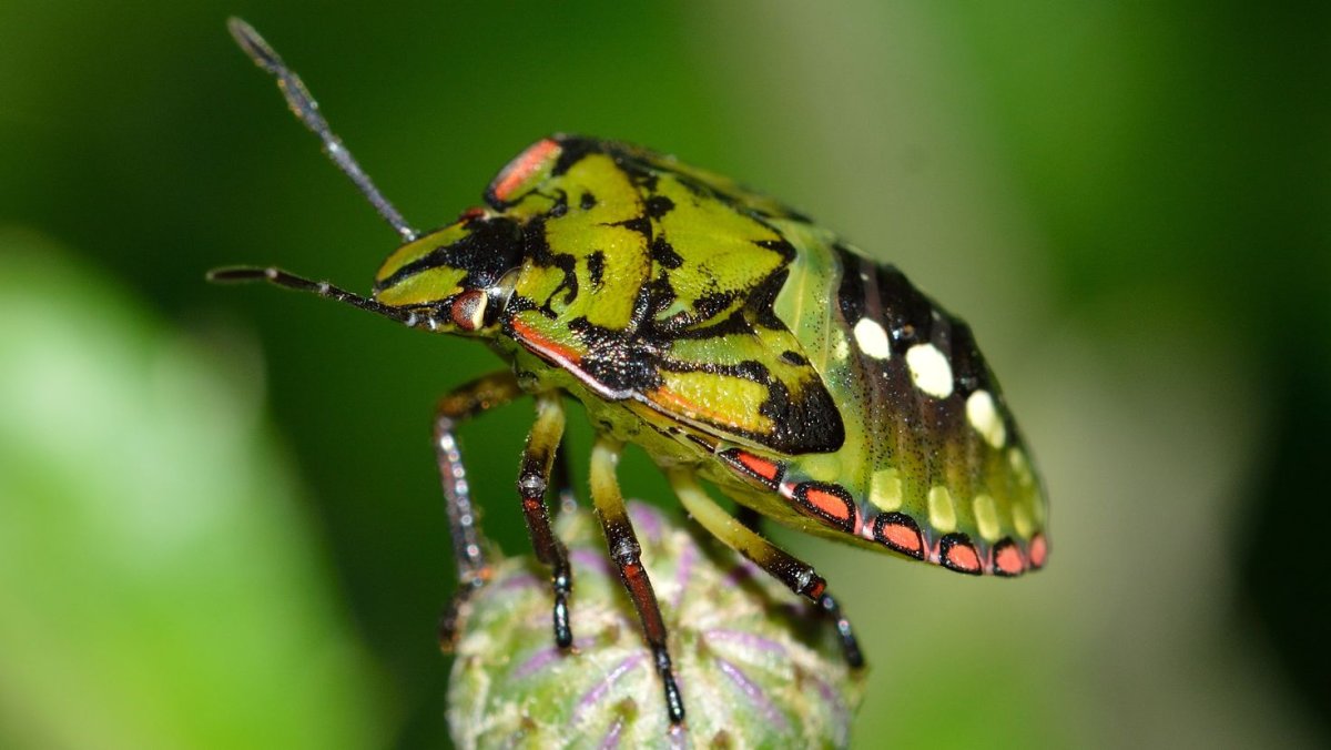 Жука Nezara viridula