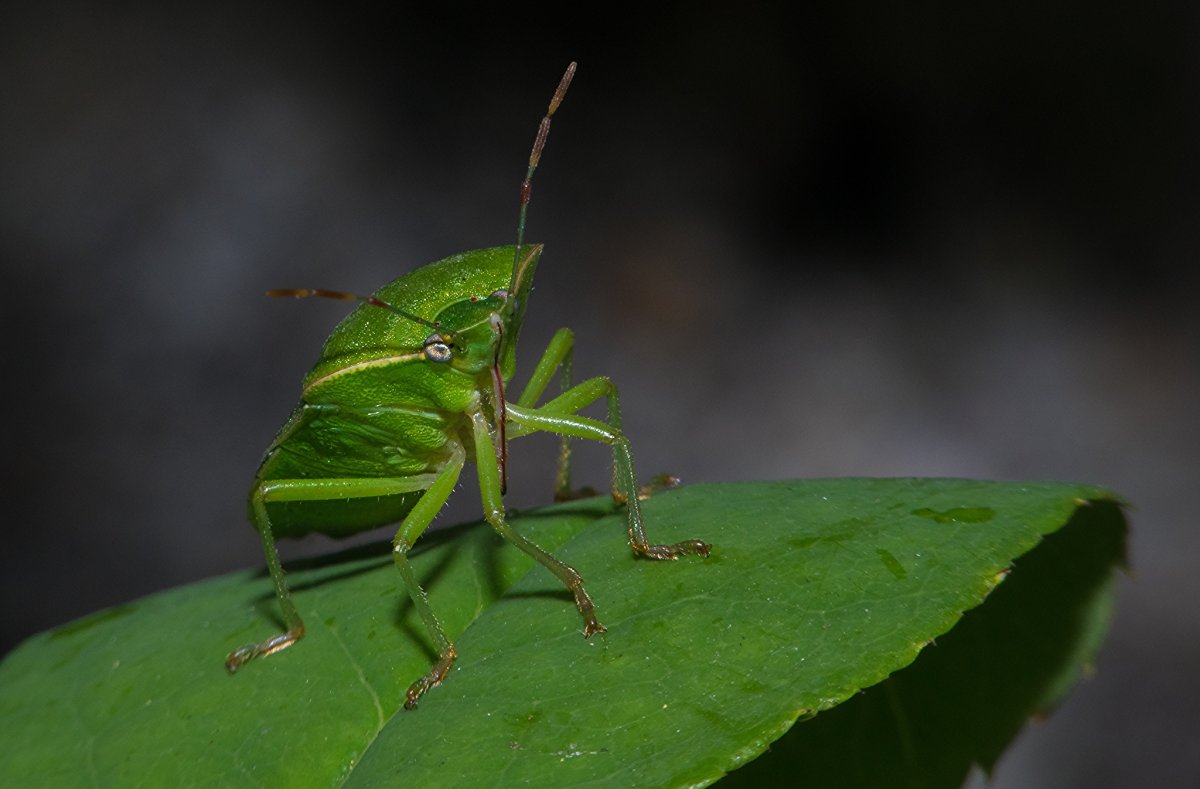 Зеленый клоп с квадратным лицом