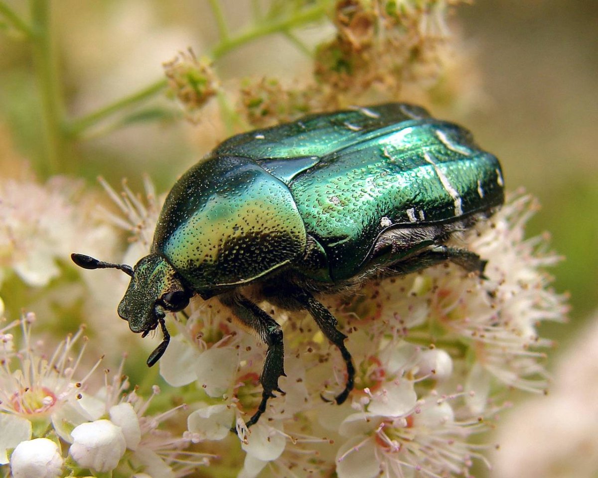 Щитник-черепашка Жук Пикассо