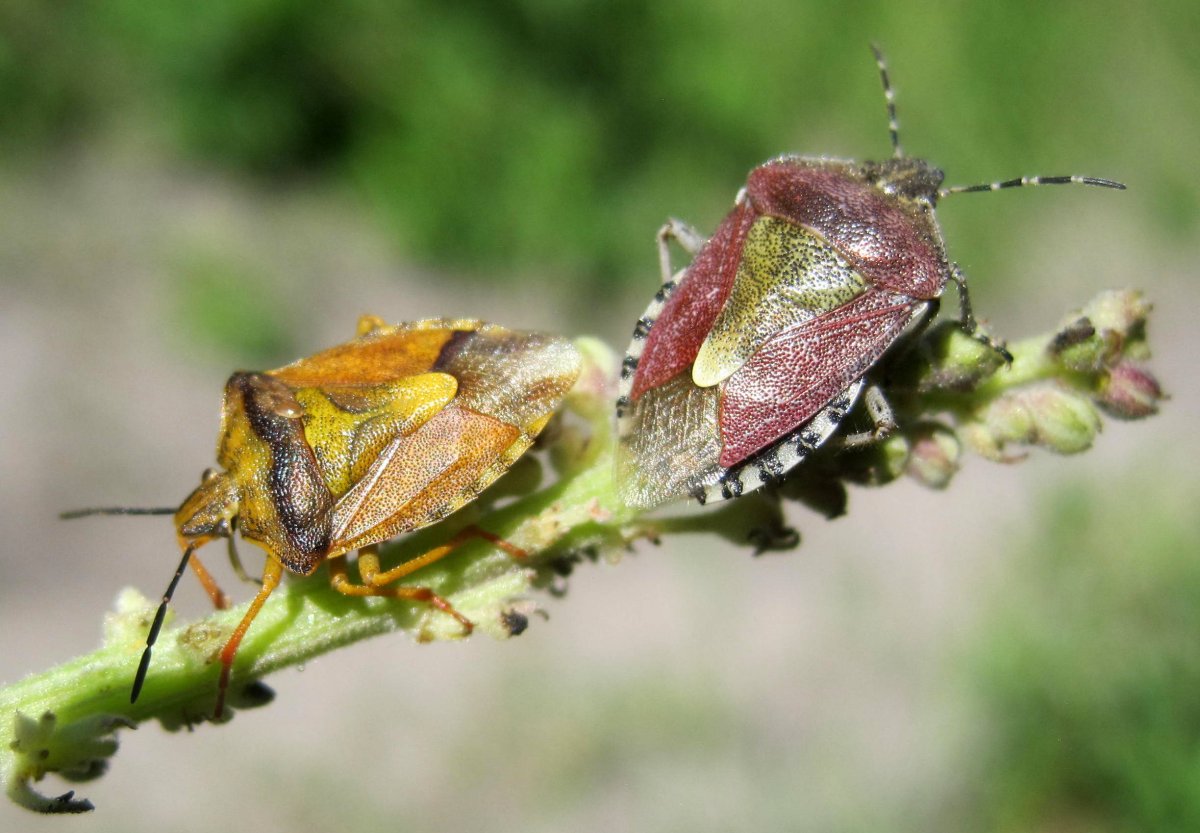 Кузнечик амбликорифа