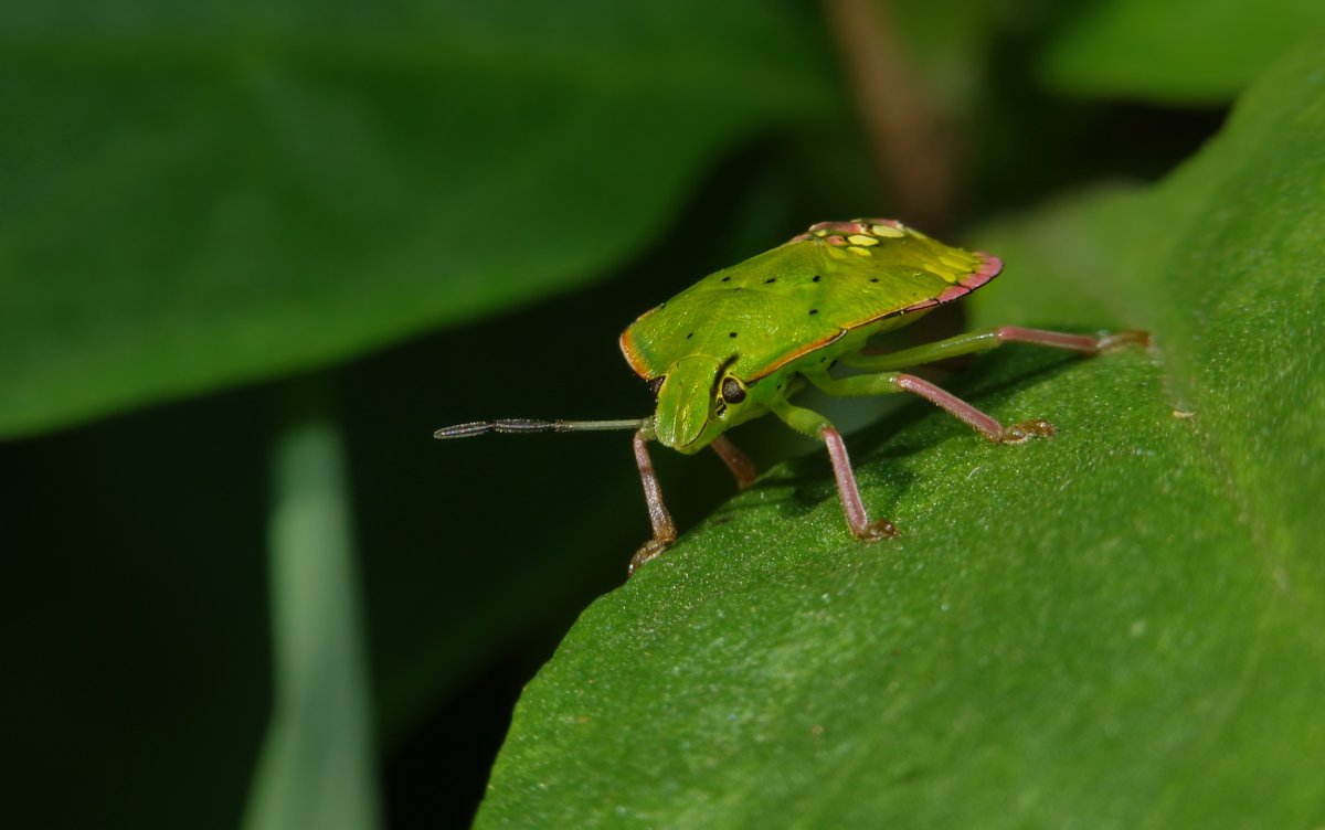 Ярко зеленые насекомые фото с названиями