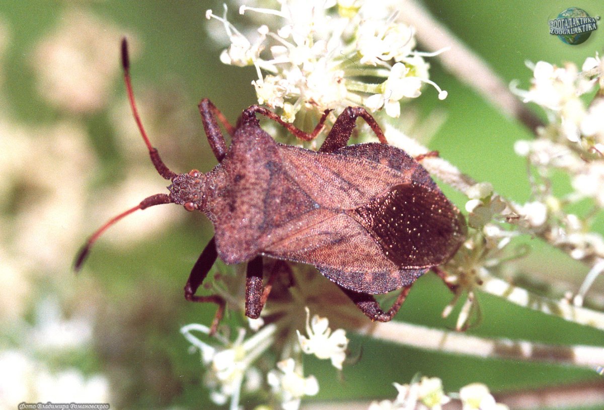 Редкие насекомые