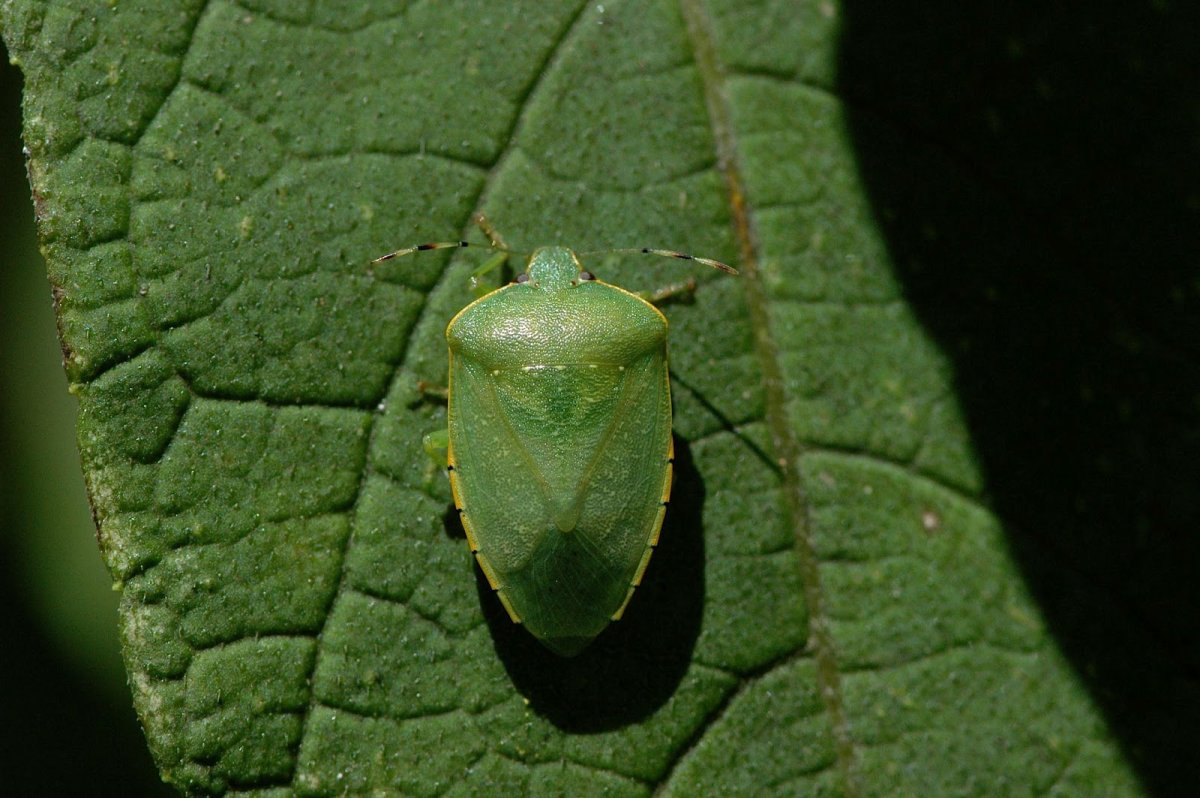 Листоед пожарник