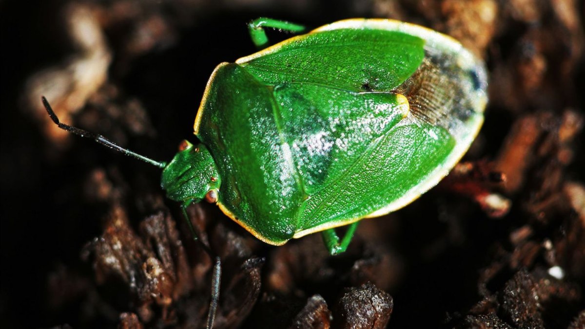 Зеленая букашка