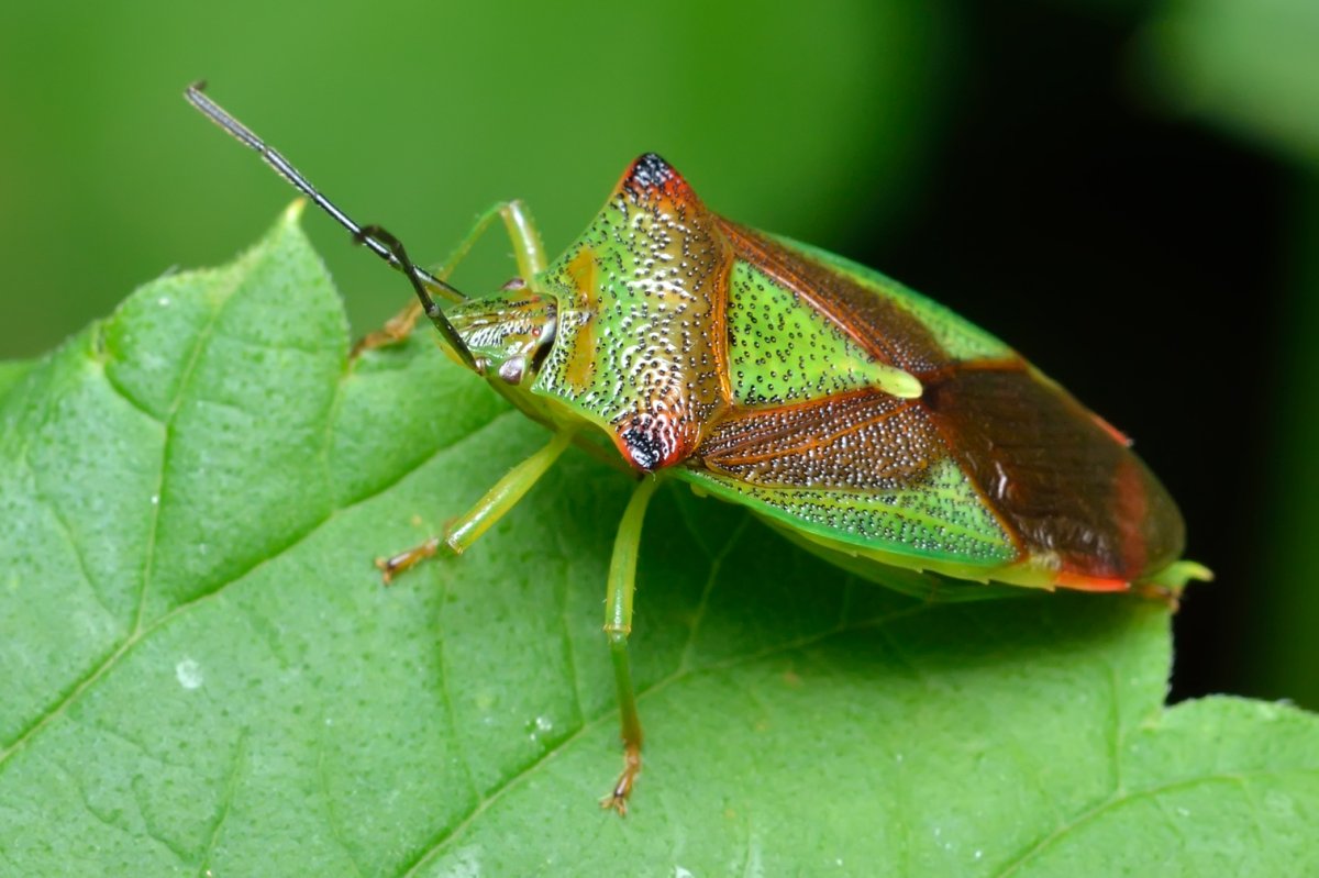 Красноносая цикада-фонарница