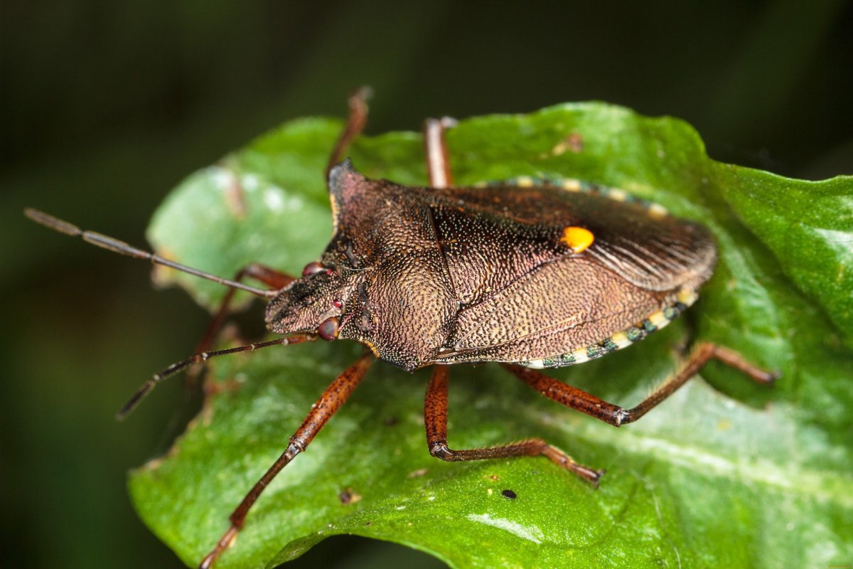 Маленькие колючие зеленые жучки