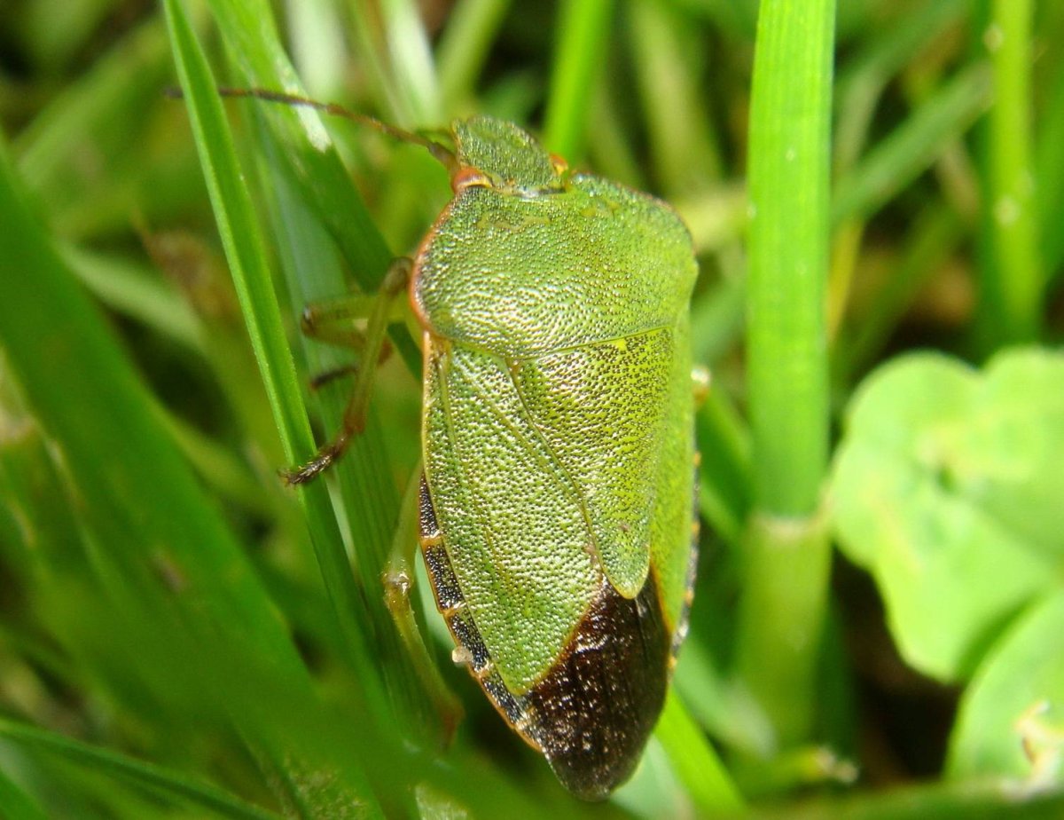 Насекомые обитающие в Индии