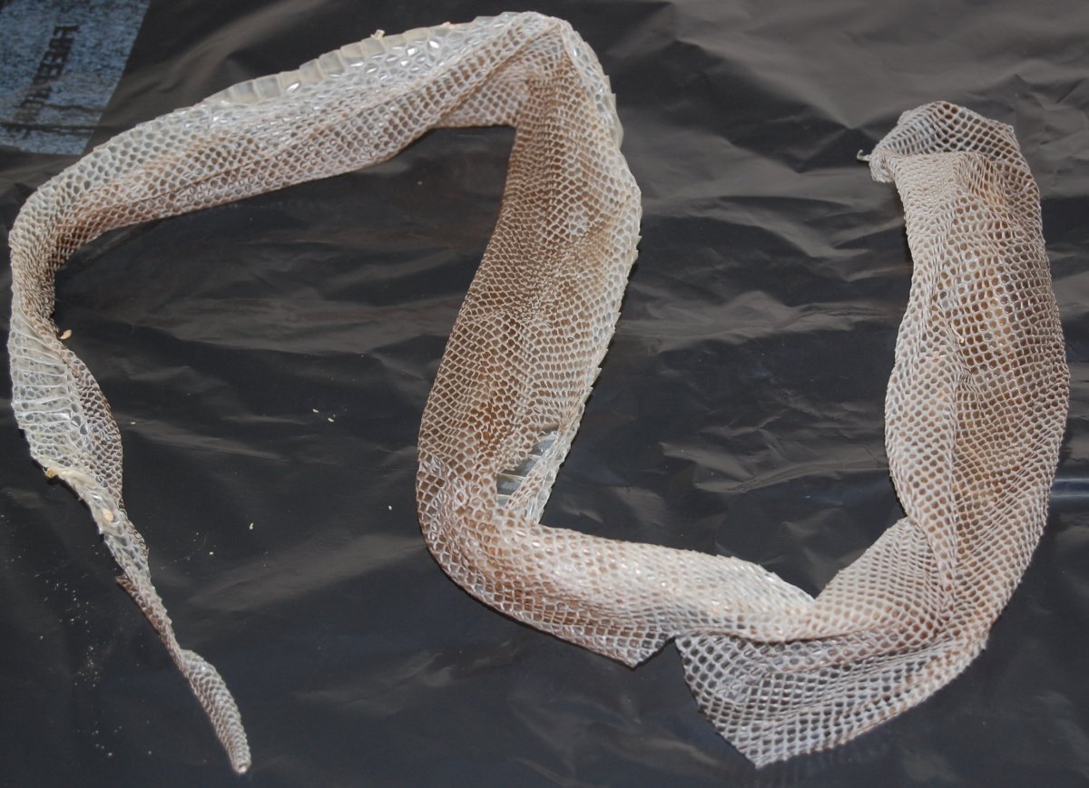 Шкура гремучей змеи