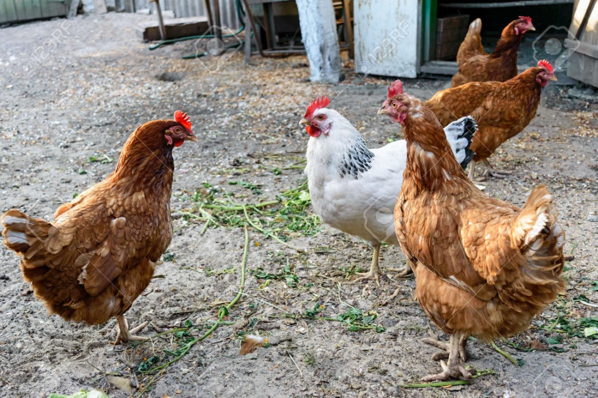 Куры несушки Браунинг