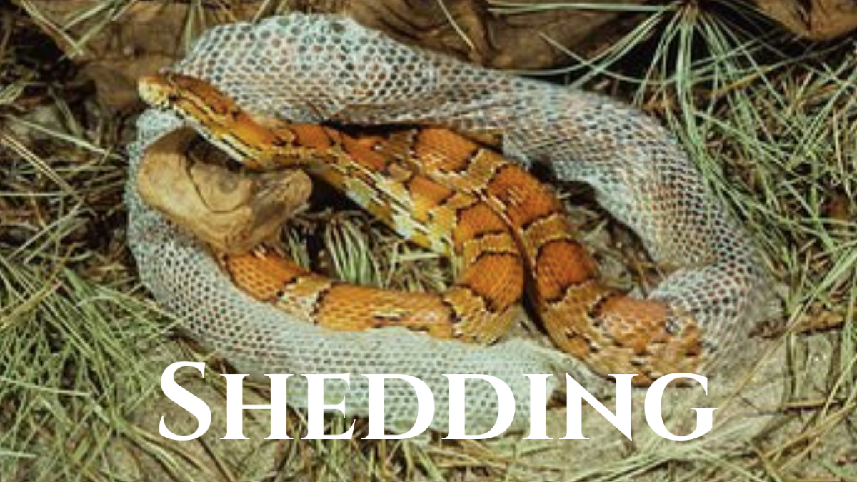 Королевская Кобра линька