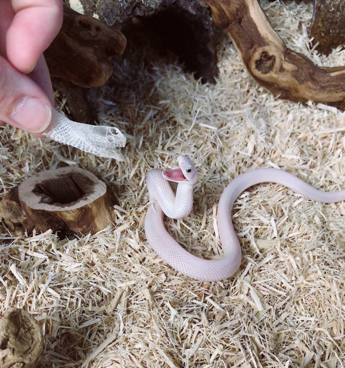 Змеиный клещ Ophionyssus natricis,