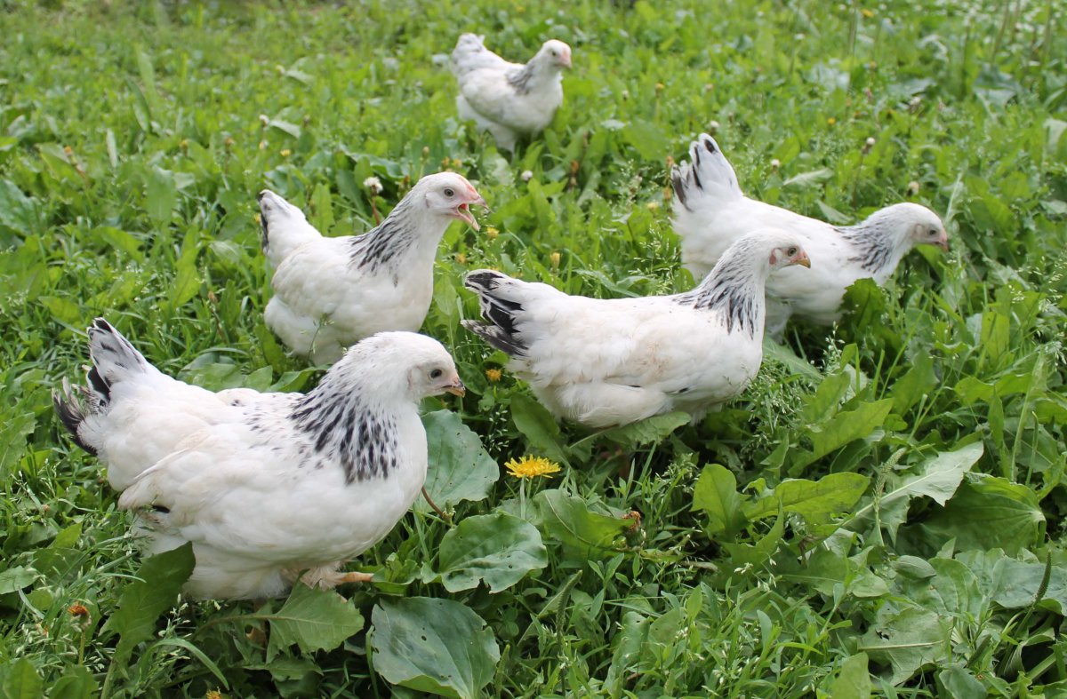 Суссекс порода кур