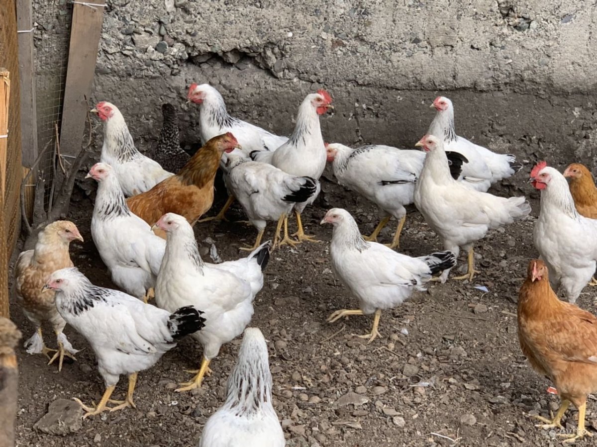 Несушка Адлерская серебристая