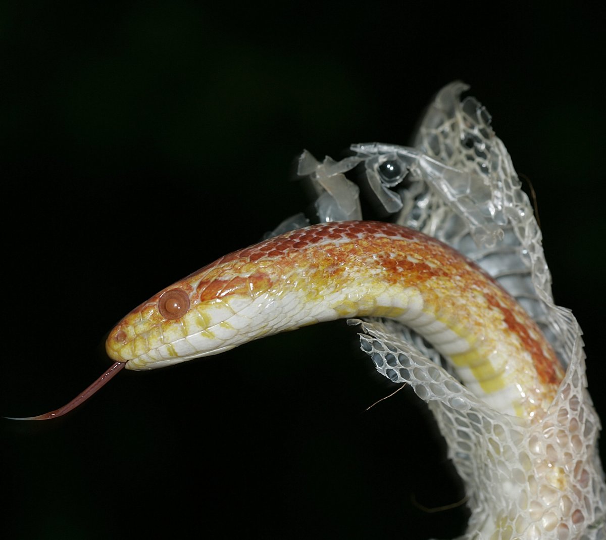 Королевская Кобра линька