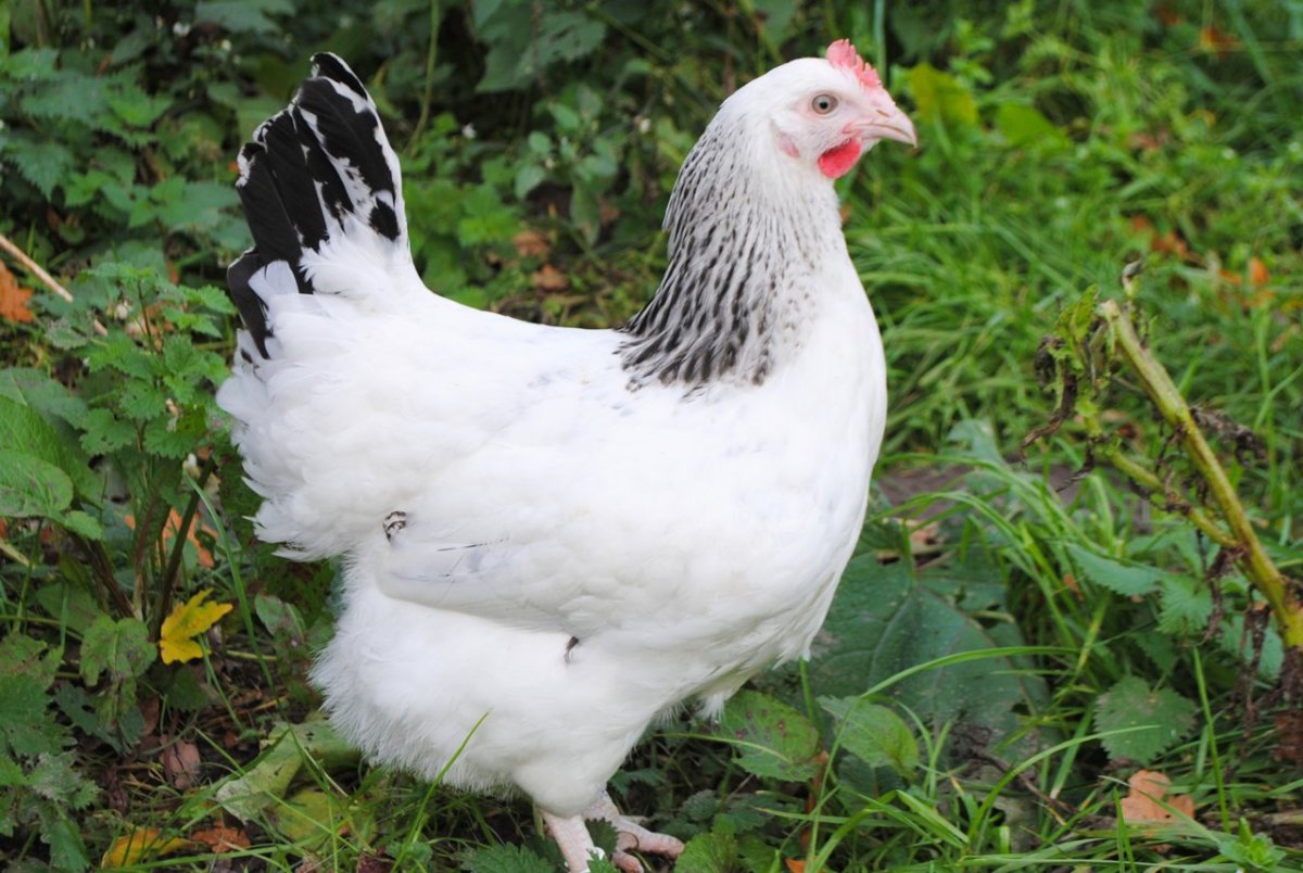 Кросс Адлерская серебристая