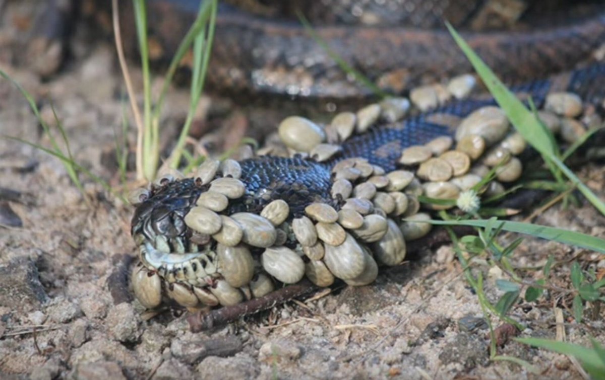 Шкура змеи после линьки
