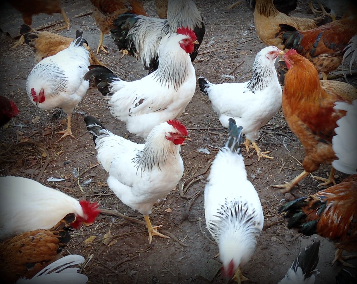 Куры Адлерская серебристая