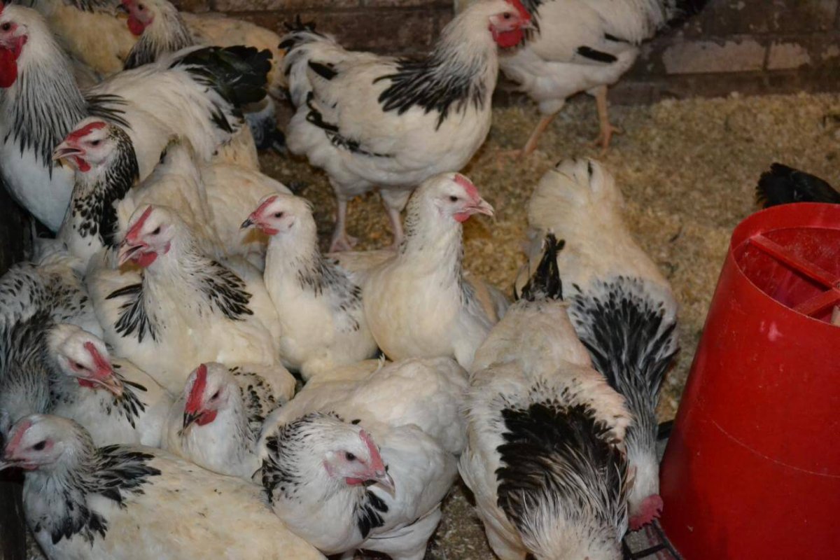 Цыплята Адлерская серебристая