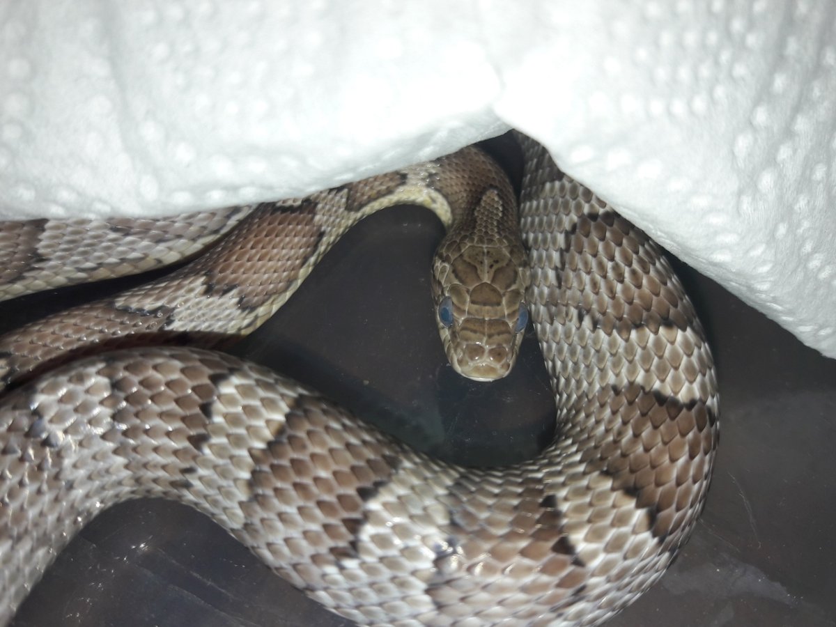 Королевская Кобра линька