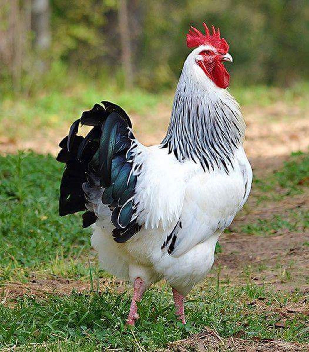 Суссекс порода кур