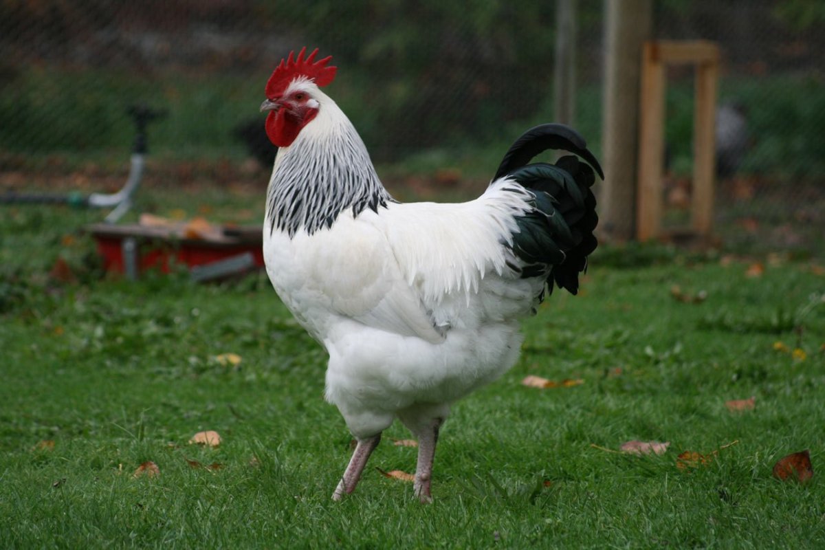 Суссекс порода кур