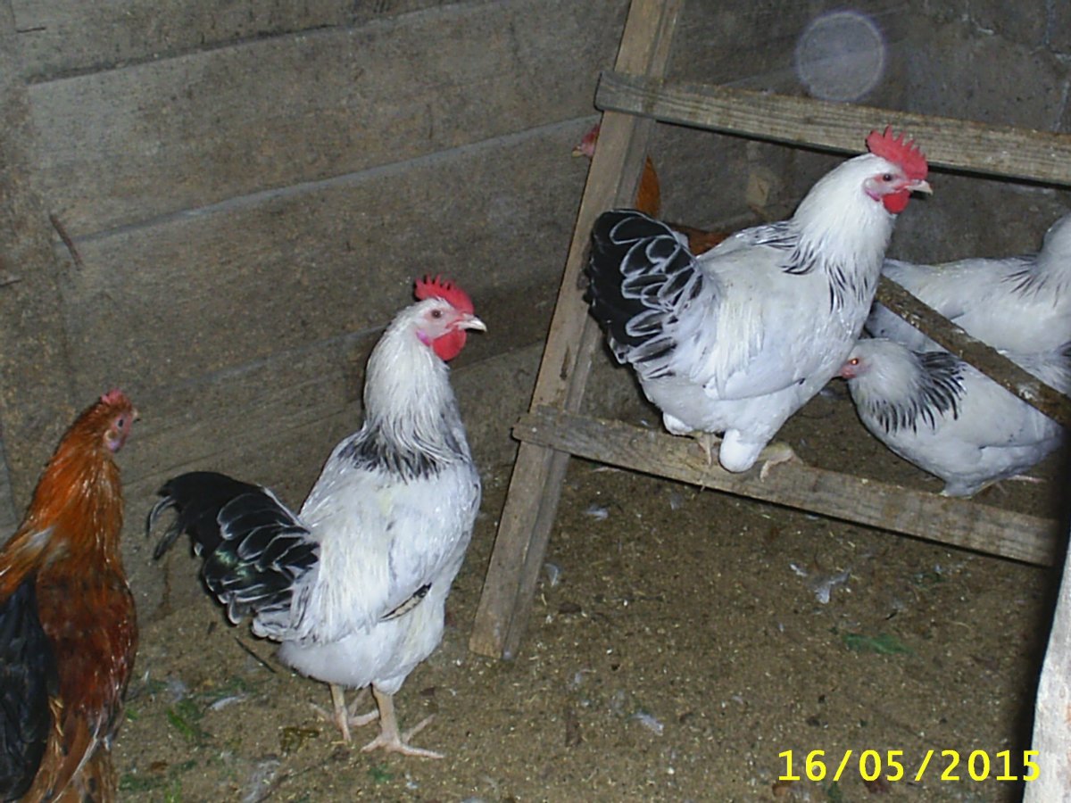 Адлерская пород кур кааим