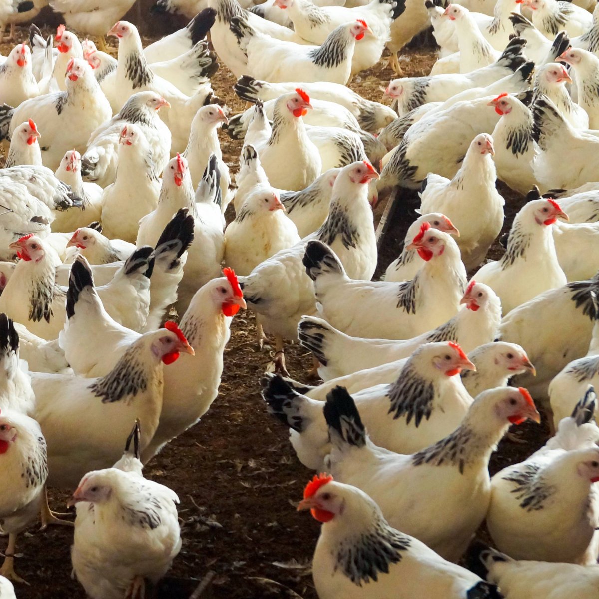 Цыплята Адлерская серебристая